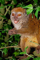 Western gentle lemur {Hapalemur griseus occidentalis} portrait. Captive. Western lesser bamboo