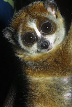 Pygmy slow loris {Nycticebus pygmaeus} Captive, from Laos, China and Vietnam, vulnerable species