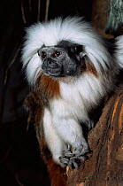 Cotton-top tamarin {Saguinus oedipus} portrait. Captive, from Colombia.