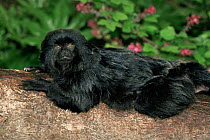 Goeldis monkey {Callimico goeldii} lying on a branch. Captive from Brazil.