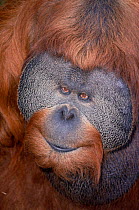 Sumatran orang utan {Pongo pygmaeus abelii} male portrait. Captive. Indonesia.