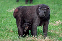 Celebes / Black / Sulawesi crested macaque {Macaca nigrai} female with infant. Captive.