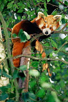Red Panda {Ailurus fulgens} resting in tree. Captive, occurs India, Nepal, China, Laos.