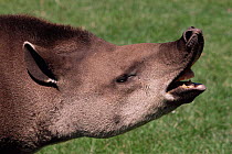 Brazilian tapir {Tapirus terrestris} male showing flehmen reaction. Captive.