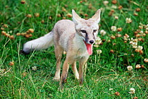 Corsac fox {Vulpes corsac} juvenile male with summer coat. Captive.