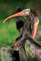 Hermit / Waldrapp / Northen bald ibis {Geronticus eremita} portrait. Captive.