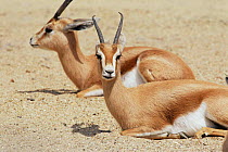 Two Dorcas gazelles {Gazella dorcas neglecta} resting. Captive.