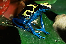 Dyeing poison arrow frog {Dendrobates tinctorius} sitting on leaf. Captive.