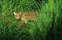 Rusty spotted cat {Felis rubiginosus phillipsi} female stalking in grass, captive, vulnerable species, from SE Asia