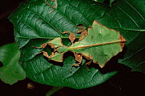 Leaf insect {Phyllium giganteum} on leaf. Captive.