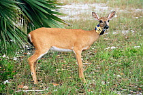 Key deer {Odocoileus virginianus clavium} doe with radio tracking collar, USA.