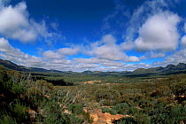 Landscape of Wilpena Pound, Flinders Range National Park, Australia.