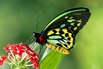 Australian birdwing butterfly {Ornithoptera priamus} male on flower. Captive. Australia.