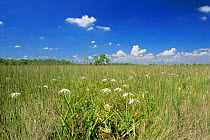 Swamp with swamp lilies {Crinum americanum}, Everglades,  Big Cypress Basin, Florida, USA.