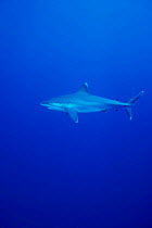 Silvertip shark {Carcharhinus albimarginatus} Rangiroa, Polynesia, Pacific ocean.