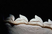 Serrated teeth in lower jaw of Tiger shark {Galeocerdo cuvieri}