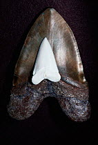 Comparison of tooth of Great white shark and fossil tooth of {Carchardon megalodon}, extinct