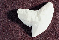 Serrated tooth of Tiger shark {Galeocerdo cuvieri}