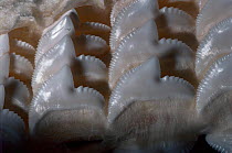Rows of serrated teeth in lower jaw of Tiger shark {Galeocerdo cuvieri}