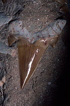 Fossil of Salmon shark tooth, 40m-years-old, ancestor of Porbeagle shark.