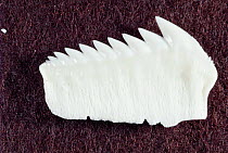 Jaw plate of Sixgill (Bluntnose) shark {Hexanchus griseus}