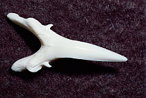 Tooth in lower jaw of Sand tiger shark {Carcharias taurus}