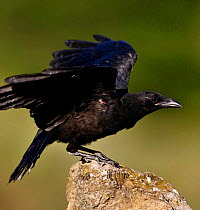 Carrion crow {Corvus corone} on rock with wings spread, Spain.