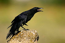 Carrion crow {Corvus corone} on rock calling, Spain.