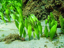 Seaweed {Caulerpa prolifera} Mediterranean. Spain.
