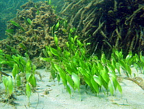 Seaweed {Caulerpa prolifera} in the Mediterranean, Spain.
