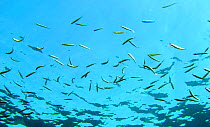 Shoal of Thick-lipped grey mullet {Chelon labrosus} in the Mediterranean. Spain.