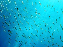 Shoal of Thick-lipped grey mullet {Chelon labrosus} Mediterranean. Spain.