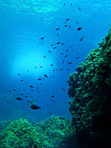 Shoal of Blue damselfish swimming {Chromis chromis} Mediterranean. Spain.