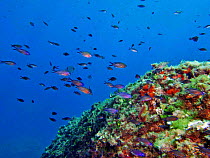 Blue damselfish shoal {Chromis chromis} Mediterranean. Spain.