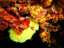 Sponge {Clathrina coriacea} Mediterranean. Spain.