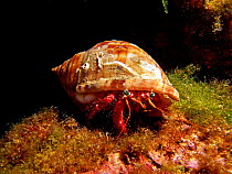Hermit crab {Dardanus calidus} underwater. Spain.
