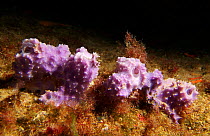 Marine sponge {Dysidea fragilis} Mediterranean. Spain.