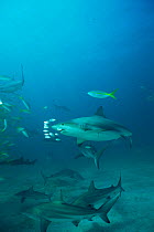 Carribean reef sharks {Carcharhinus perezi} and Pilot jacks {Caranx ruber} Bahamas