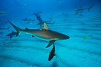 Caribbean reef shark with radio tag {Carcharhinus perezi} Bahamas.