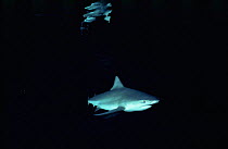 Bull shark {Carcharhinus leucas}