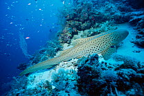 Zebra / Leopard shark {Stegostoma fasciatum} Layang Layang atoll, Malaysia