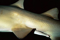 Male Sand tiger shark showing claspers and lateral line {Carcharias taurus} Grey nurse