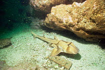 Port Jackson horn shark {Heterodontus philippi jacksoni} Australia, pacific