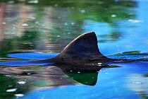 Dorsal fin of Tiger shark at water surface {Galeocerdo cuvieri} Bahamas.