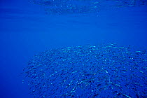 Bait ball of Blue jack mackerel / Scad {Trachurus picturatus} Azores, N Atlantic