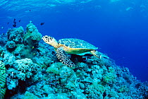 Hawksbill turtle on coral reef {Eretmochelys imbricata} Layang Layang Atoll, Malaysia