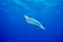 Hawksbill turtle swimming {Eretmochelys imbricata} Layang Layang Atoll, Malaysia