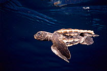 Loggerhead turtle hatchling swimming {Caretta caretta} Caribbean