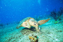 Loggerhead turtle {Caretta caretta} feeds on Spiny lobster {Panulirus argus} Bahamas