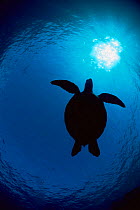 Green turtle swimming, high angle shot {Chelonia mydas} Sipadan Is, Malaysia